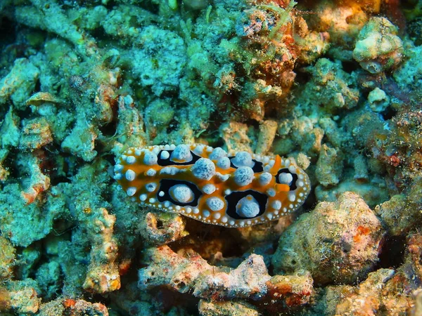 Véritable limace de mer, île de Bali, Pemuteran — Photo
