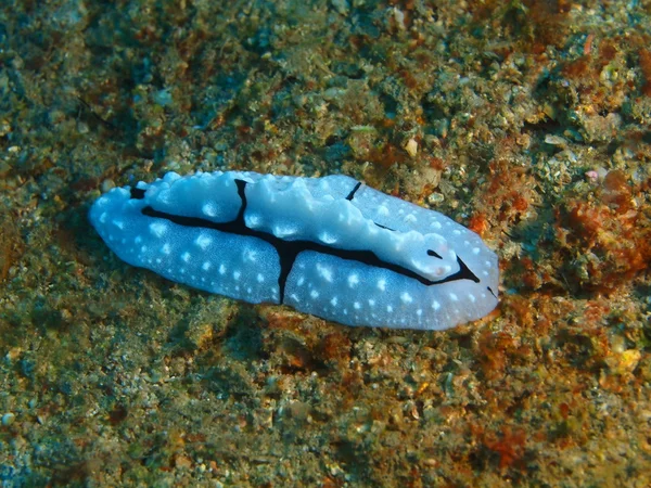 True sea slug, Island  Bali, Pemuteran — Stock Photo, Image