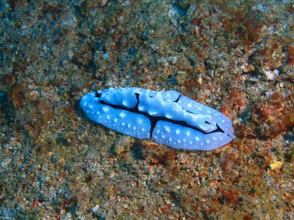 사실 바다 민 달팽이, 발리 섬, 페 무 테 란 — 스톡 사진