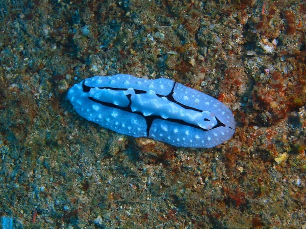 Prawdziwe ślimaka morskiego, wyspa Bali, Pemuteran — Zdjęcie stockowe