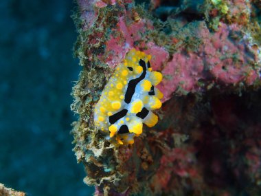 Gerçek deniz yaratığı, Adası Bali, Pemuteran