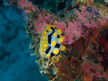 Gerçek deniz yaratığı, Adası Bali, Pemuteran