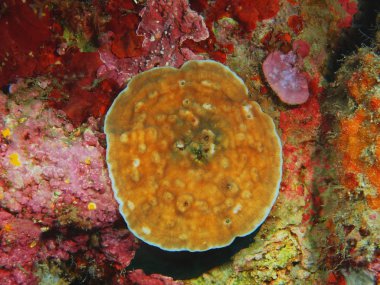 Taş mercan, Adası Bali, Pemuteran