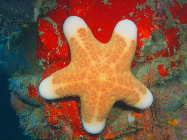 Estrella de mar, Isla de Bali, Pemútero — Foto de Stock