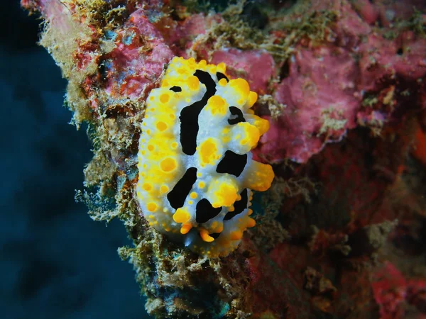 Prawdziwe ślimaka morskiego, wyspa Bali, Pemuteran — Zdjęcie stockowe