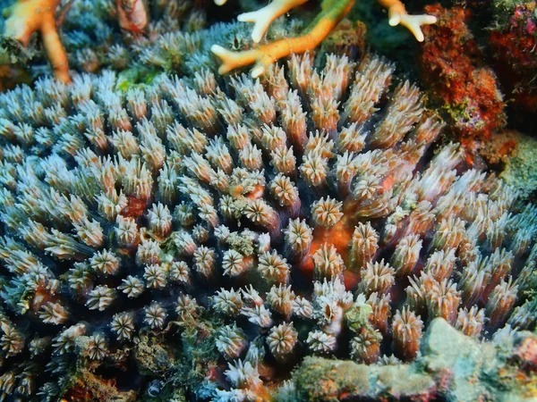 Stone coral, Island  Bali, Pemuteran — Stock Photo, Image