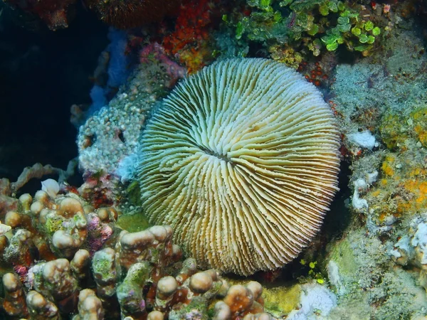 Kamienne rafy, wyspa Bali, Pemuteran — Zdjęcie stockowe