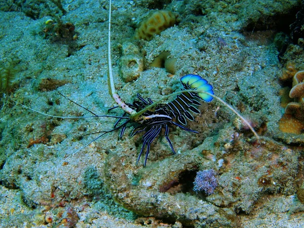 Lobster, Island  Bali, Pemuteran — Stock Photo, Image