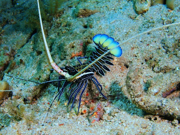 Istakoz, Adası Bali, Pemuteran