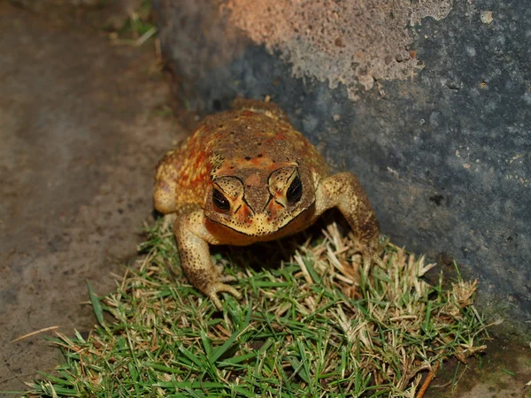 Hoptoad, Isola di Bali, Pemuteran — Foto Stock