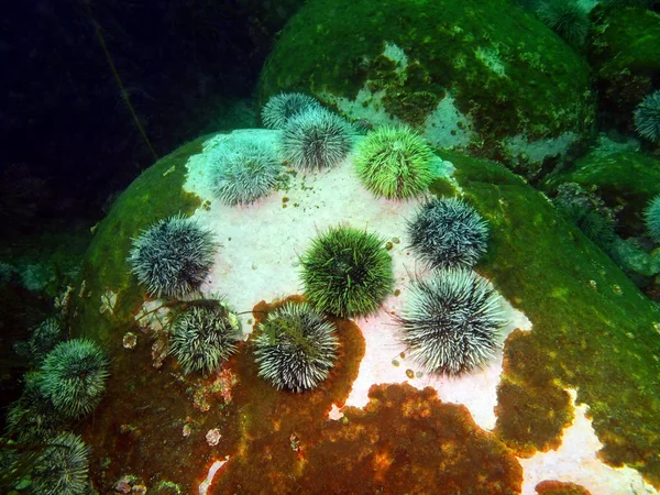 Green sea urchins — Stock Photo, Image