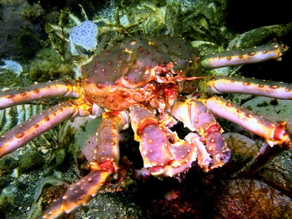 Crabe royal — Photo