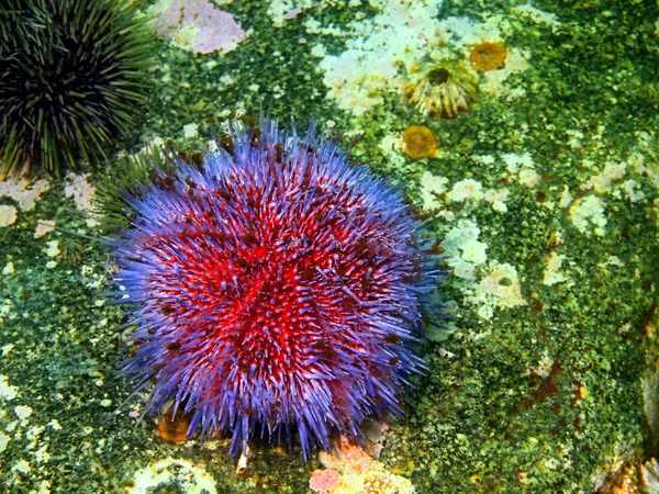 Deniz kestanesi echinus — Stok fotoğraf