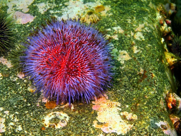 Morski czesak echinus — Zdjęcie stockowe