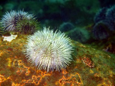 Yeşil deniz kestanesi