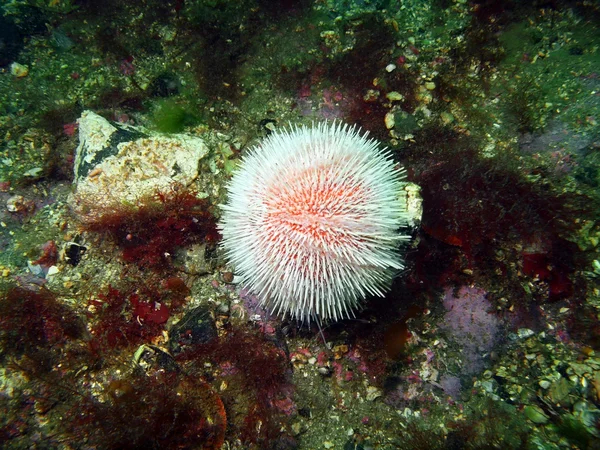 Seeigel-Echinus — Stockfoto