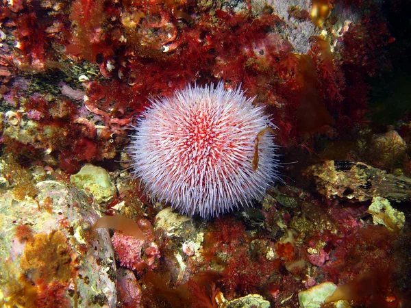 Echinus mořský ježek — Stock fotografie