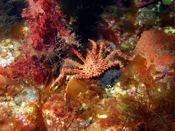 The young king crab — Stock Photo, Image