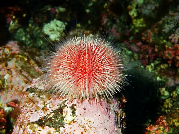 Sea urchin Echinus — Stock Photo, Image