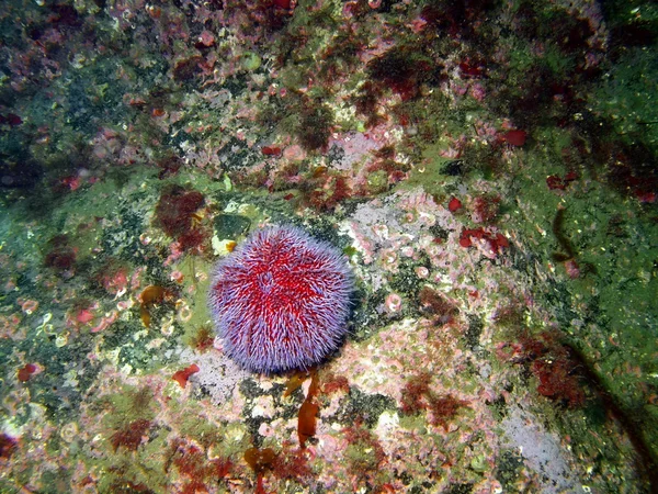 Oursin de mer Echinus — Photo