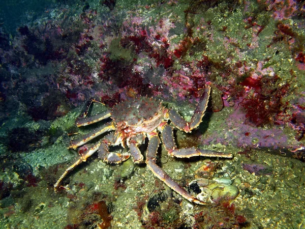 King crab — Stock Photo, Image