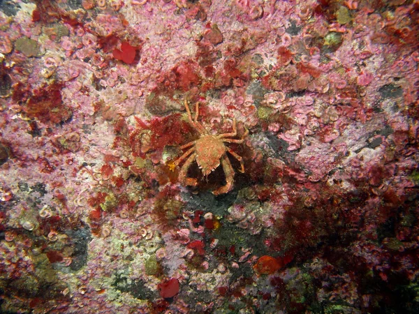 The small crab — Stock Photo, Image