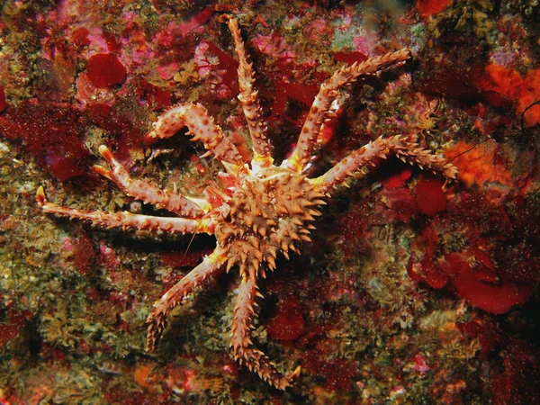 Crabe royal — Photo