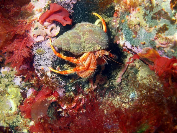 münzevi kimse Yengeç