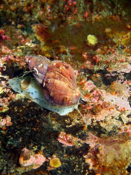 Gastropoda mollusc — Stock Photo, Image