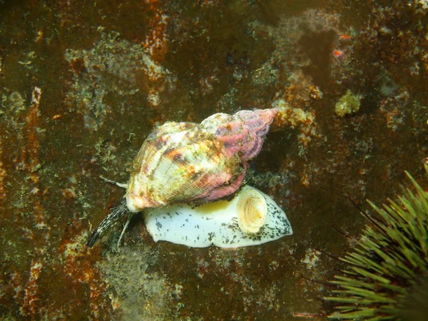 Molusco gastrópodo — Foto de Stock