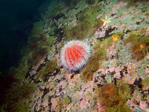 Sea urchins — Stock Photo, Image