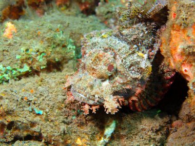 Scorpionfish