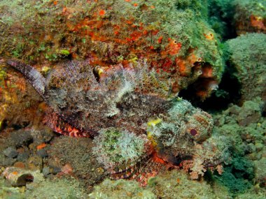 Scorpionfish