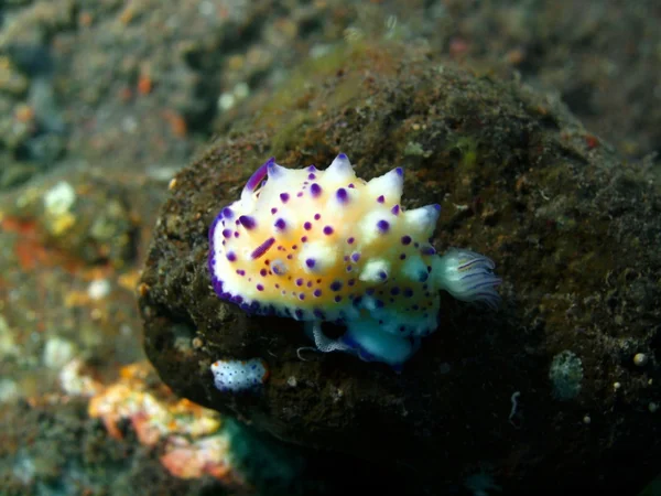 真正的海蛞蝓 — 图库照片