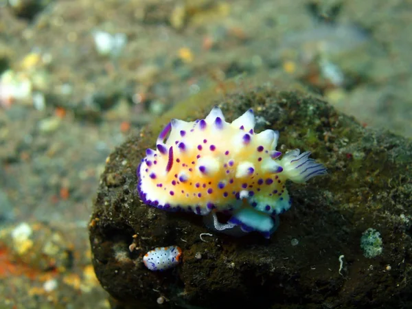 Vere lumache di mare — Foto Stock