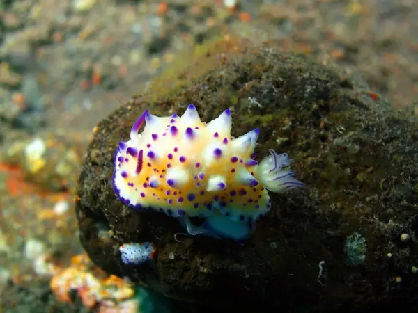 Vere lumache di mare — Foto Stock