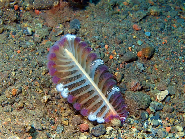 Sea pen — Stock Photo, Image