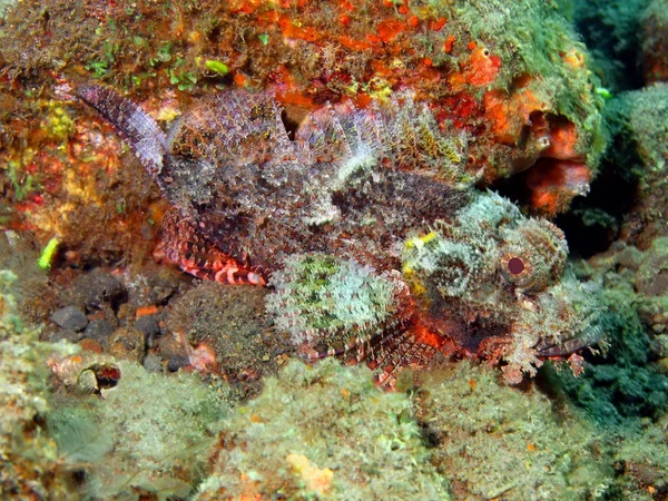 Scorpionfish — Zdjęcie stockowe