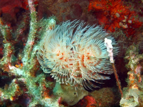 Tube worm — Stock Photo, Image