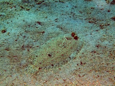 Sol gözlü pisi balığı