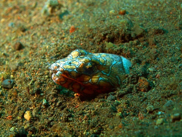 Conger eel — Stock Photo, Image