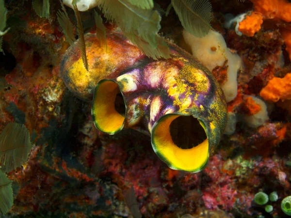 Sea squirt — Stock Photo, Image