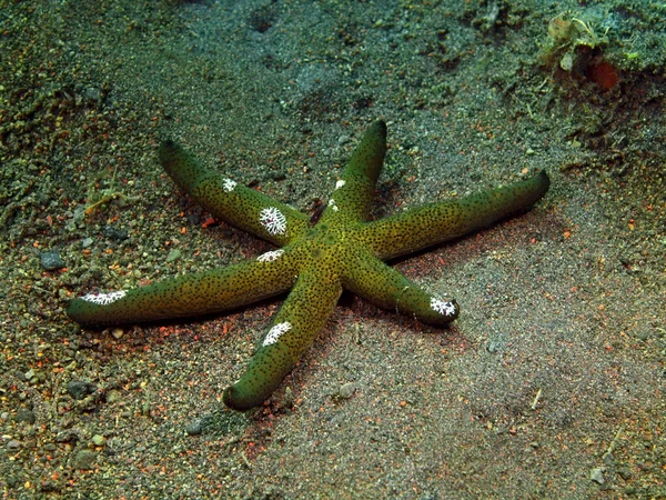 Peixe-estrela — Fotografia de Stock