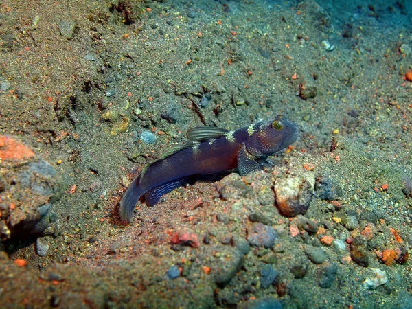 Poisson corail — Photo