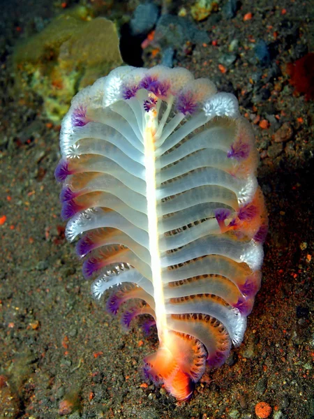 Sea Pen — Stockfoto