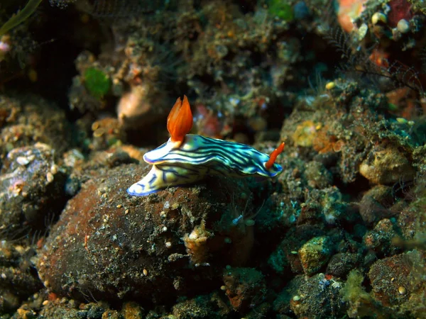 Vere lumache di mare — Foto Stock