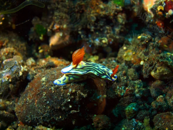 True sea slug — Stock Photo, Image