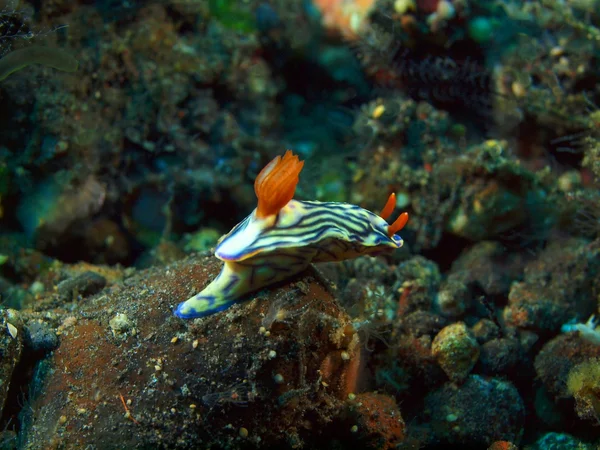 True sea slug — Stock Photo, Image