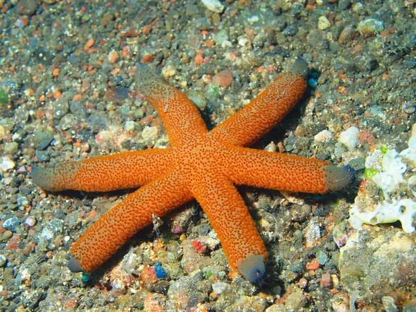 Zeesterren — Stockfoto