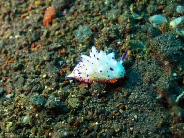 Gerçek deniz yaratığı